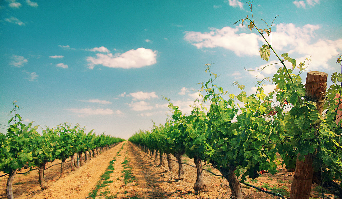 Demos frutos de salud