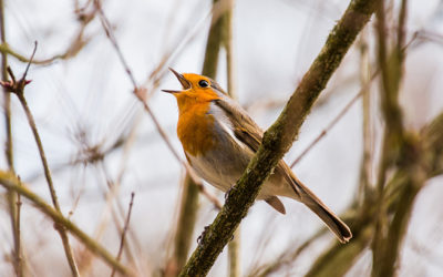 ¿Por qué cantamos? 