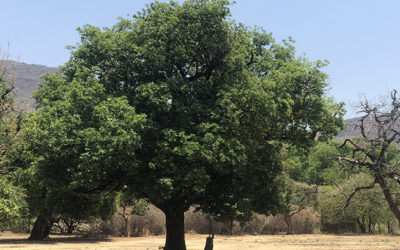 Mi vida no es para mí