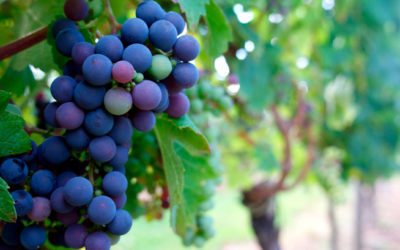 Yo soy la verdadera vid y mi Padre es el viñador