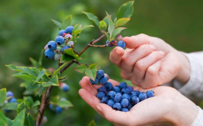 Cuidado con los falsos profetas