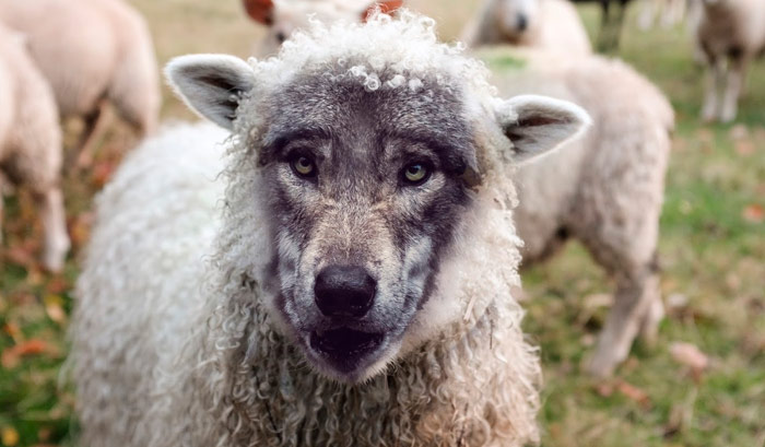Yo los envío como ovejas entre lobos