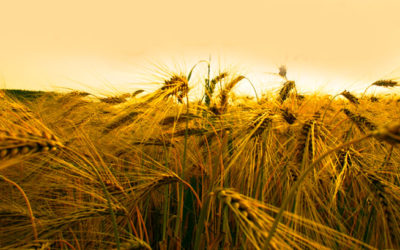 El Hijo del hombre es señor del sábado