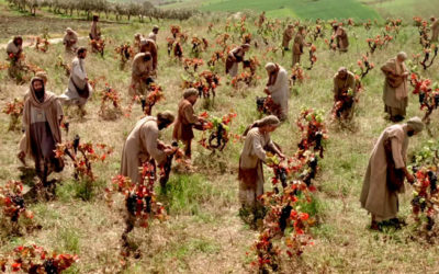 Vayan ustedes también a mi viña