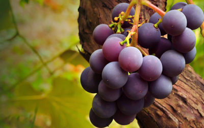 Cada árbol se conoce por sus frutos