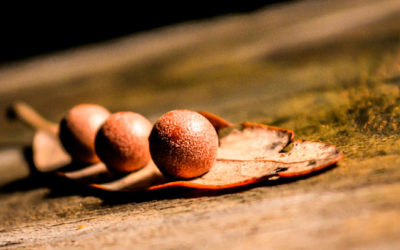 Señor, aumenta mi fe