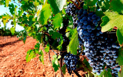 Yo soy la verdadera vid y mi Padre es el viñador