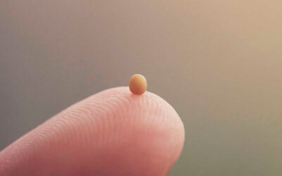 El Reino de los cielos es semejante a la semilla de mostaza