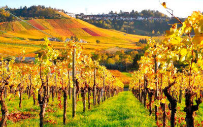 Hacer la voluntad del Padre