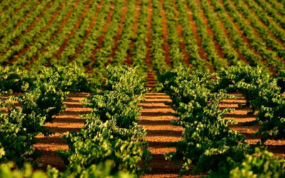 La piedra que desecharon los constructores es ahora la piedra angular