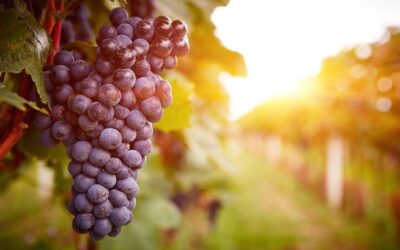 El vino nuevo se echa en odres nuevos